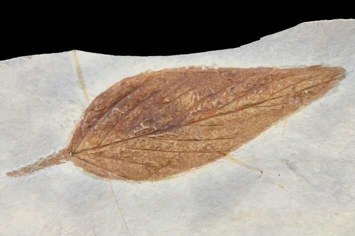Detailed Fossil Hackberry Leaf - Montana #80787